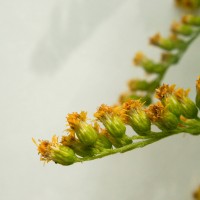 Canadian Goldenrod